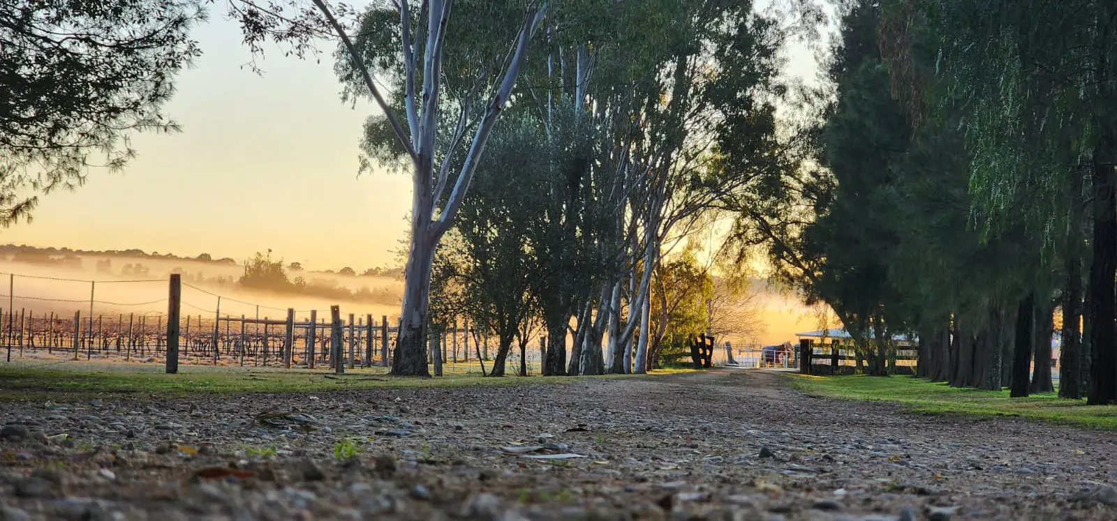 Whispering Brook vineyard early in the morning