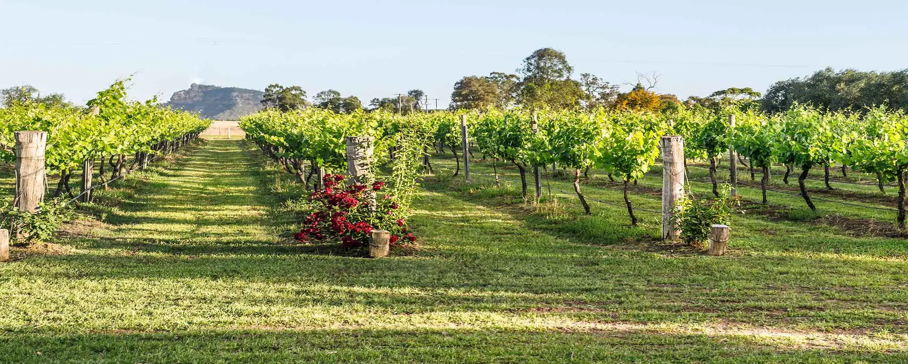 Whispering Brook vineyard